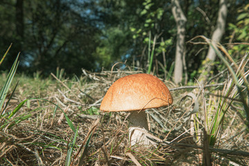 a stone mushroom with his bright brown hat stands on a clearing.
