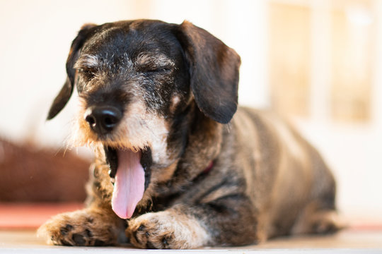 A cute, old dachshound yawning