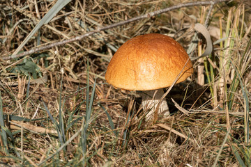 a stone mushroom with his bright brown hat stands on a clearing.