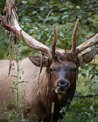 Bull Elk Close Up