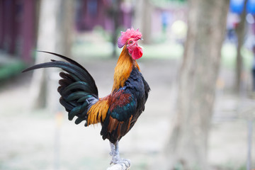 The style of the Thai jungle fowl
