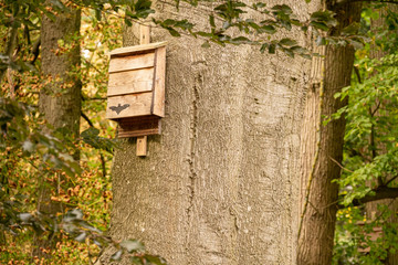a bat box hangs from a tree in the forest and provides shelter for bats