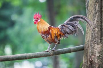 The style of the Thai jungle fowl