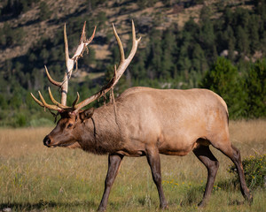 Naklejka na ściany i meble Big Bull Elk