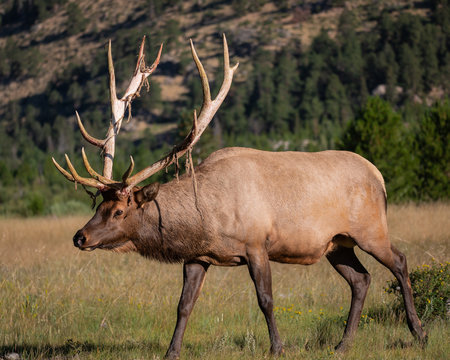 Big Bull Elk