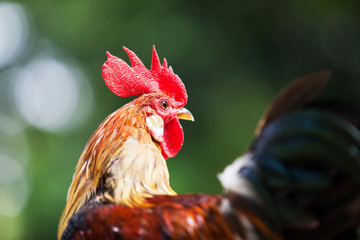 The style of the Thai jungle fowl
