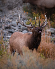 Bugling Bull Elk
