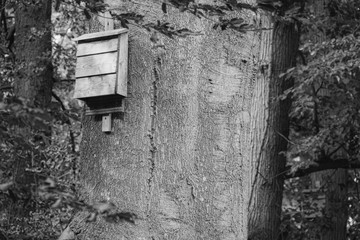 a bat box hangs from a tree in the forest and provides shelter for bats