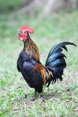 The style of the Thai jungle fowl