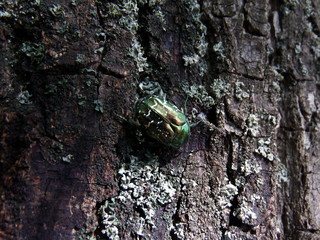 Green shiny beetle on a tree