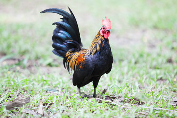 The style of the Thai jungle fowl