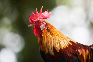 The style of the Thai jungle fowl