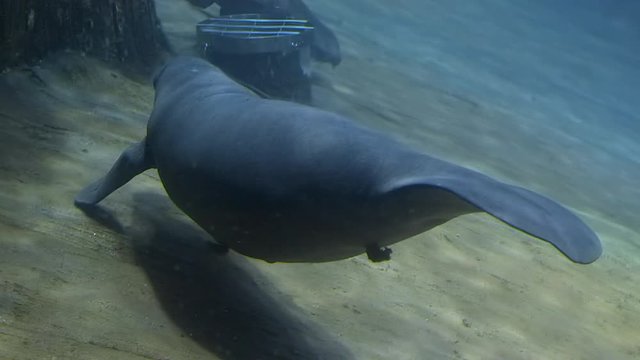 A Manatee (Trichechus) is swimming at Singapore river safari.