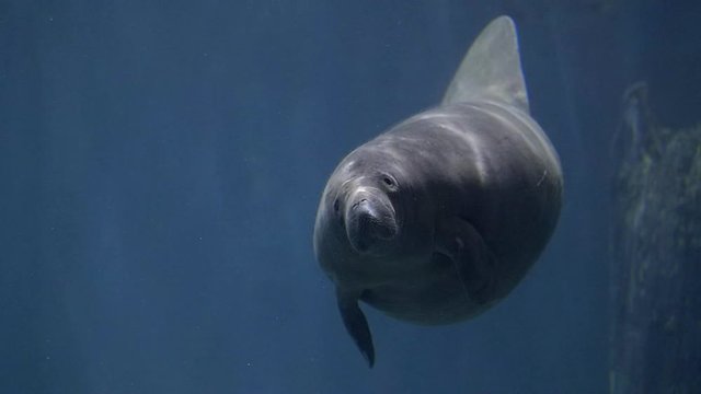 Close up of a Manatee swimming (Trichechus) at River Safari Singapore.