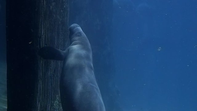 A manatee (Trichechus) is swimming vertically at Singapore river safari.