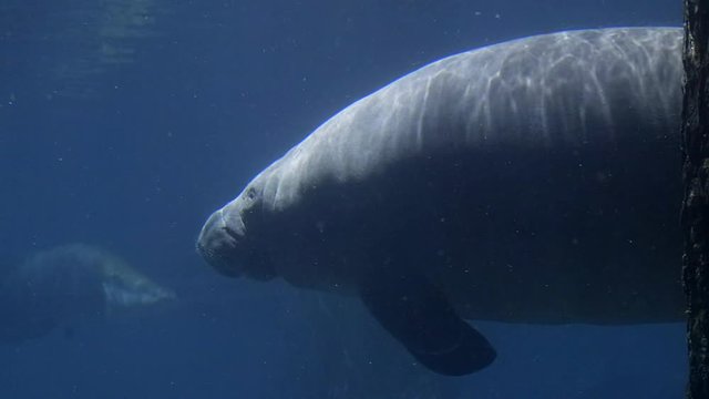 Close up of a Manatee (Trichechus) at Singapore river safari.