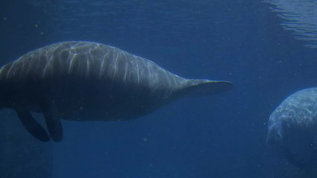 Pair of manatee (Trichechus) at Singapore river safari.