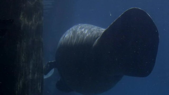 Close up of a swimming manatee (Trichechus) at Singapore river safari.