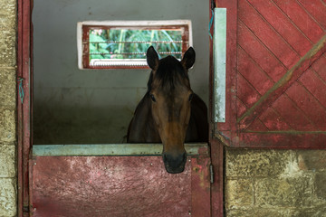 Horse headshot in equestrian club, closeup, daylight