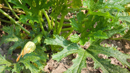 Organic courgettes or zucchini in a kitchen garden.