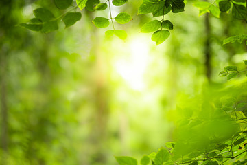 Closeup beautiful view of nature green leaves on blurred greenery tree background with sunlight in...