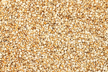 Macro image of job's tears plant knows as lachryma-jobi as a natural healthy food background.