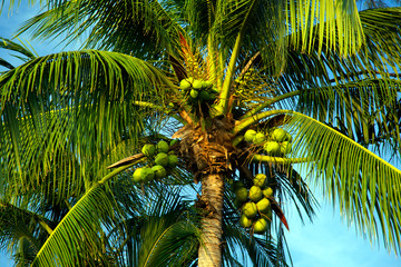 Palm trees on a tropical island. Palm Grove. Tropical trees on the island. Coconut palms in Asia.