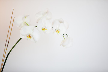 Orchidee, weiß