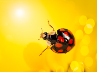 Ladybug on a yellow flower. Macro photography.