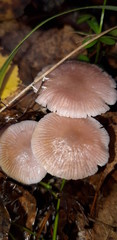 mushroom in forest