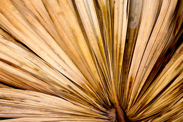 Close-up of leaf and abstract Palm Leaf 