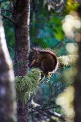 Red squirrel in Glacier Bay, Alaska