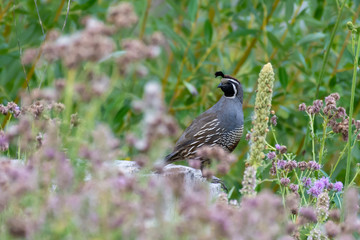 A California quail (Callipepla californica), also known as the California valley quail, valley quail or Tonys sits in the green grass and purple flowers in Kelowna, British Columbia, Canada.