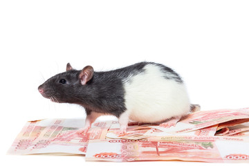 Rat with money