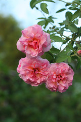 Fototapeta premium Beautiful pink rose flower tree in garden.