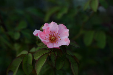 Obraz premium Beautiful pink rose flower tree in garden.