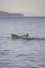 Naklejka premium Humpback whale in Juneau, Southeast Alaska