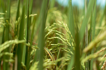 Paddy fields in bali
