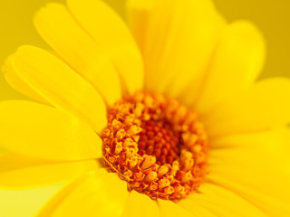 Yellow flower on yellow background. Macro photography.