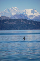 Killer whales in Glacier Bay, Alaska