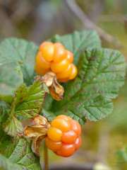 cloudberry is mid summer berry