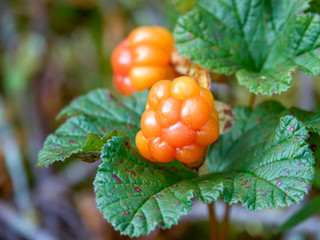 cloudberry is mid summer berry - obrazy, fototapety, plakaty