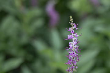 single purple plant, wildflower