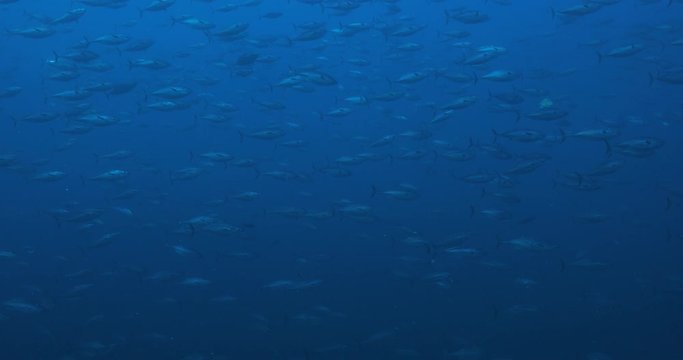 Massive school of skipjack Bonito. Mexico.