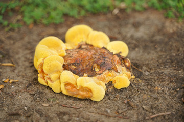 macro of yellow mushroom mold top view with nobody