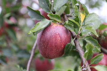Apple on tree