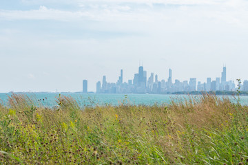Fototapeta na wymiar The Chicago Skyline and Lake Michigan in the distance seen from the Montrose Point Bird Sanctuary in Uptown Chicago with Native Plants