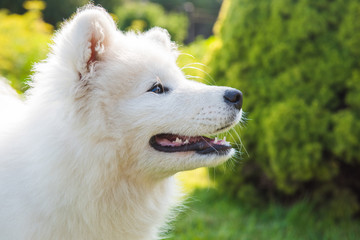 Happy Samoyed dog looking up at its owner