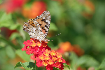 painted lady is large size butterfly