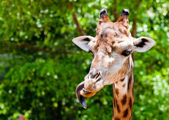 Fototapeta premium Giraffe in the Dusit zoo, Thailand.